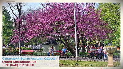 Ночная жизнь в Одессе Санатории и пансионаты в Одессе